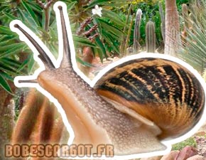 Journée de l'escargot